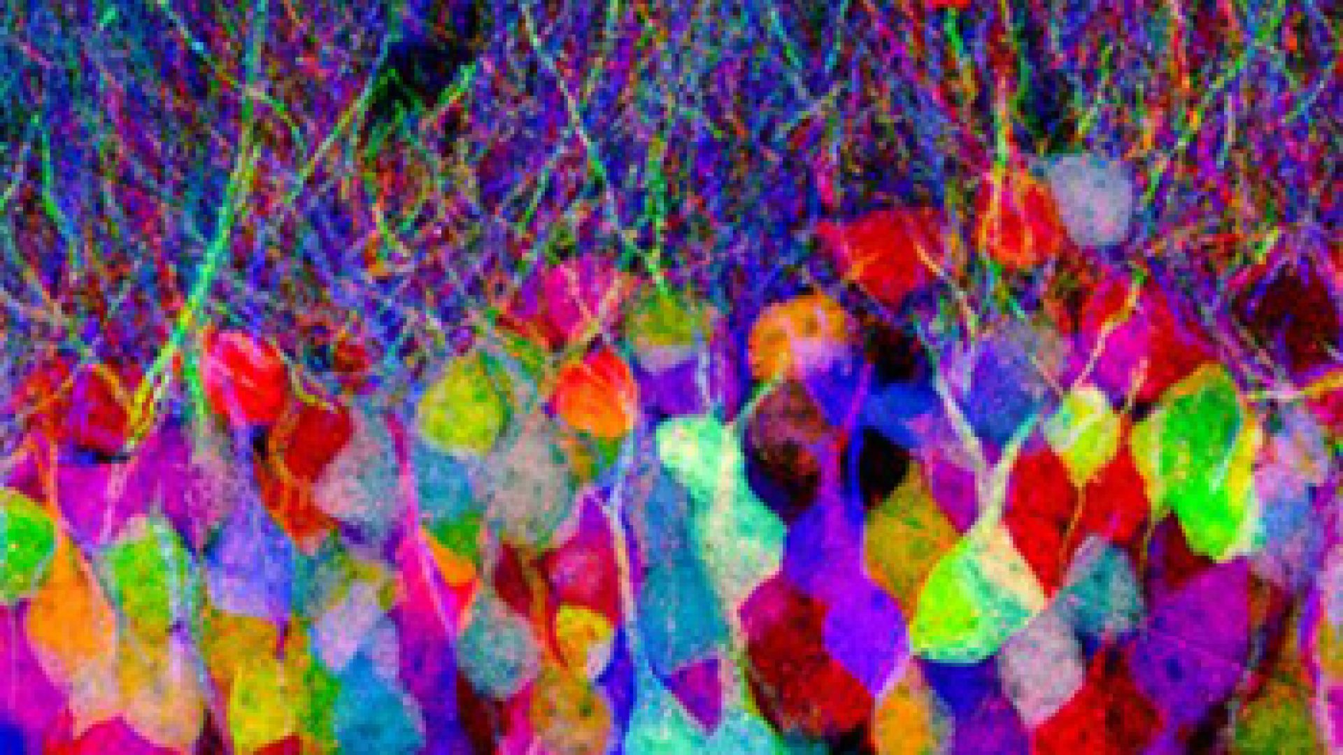 Brainbow_JLichtman Brainbow_JLichtman