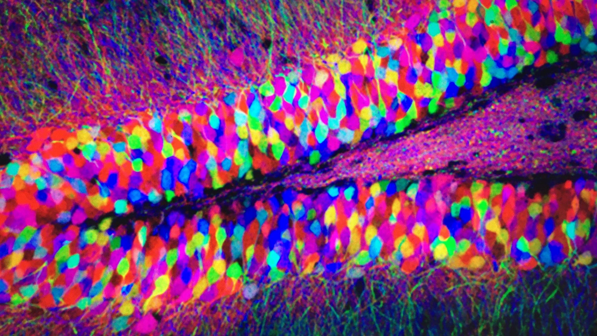 Foto_Brainbow HC Brainbow J. Lichtman